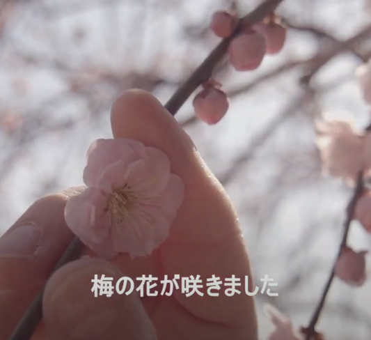 梅の花で作る梅花茶