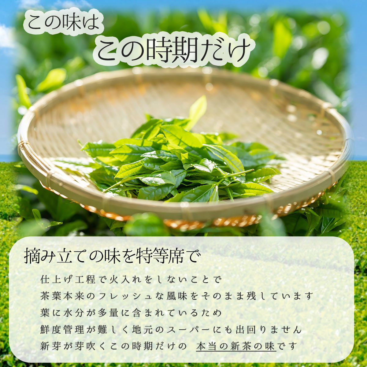 【無くなり次第終了】最高品質 茶和家 お茶旅 2025年 生新茶 【お茶 緑茶 新茶 深蒸し茶 生茶 荒茶】
