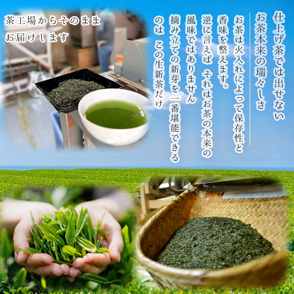 【無くなり次第終了】最高品質 茶和家 お茶旅 2025年 生新茶 【お茶 緑茶 新茶 深蒸し茶 生茶 荒茶】